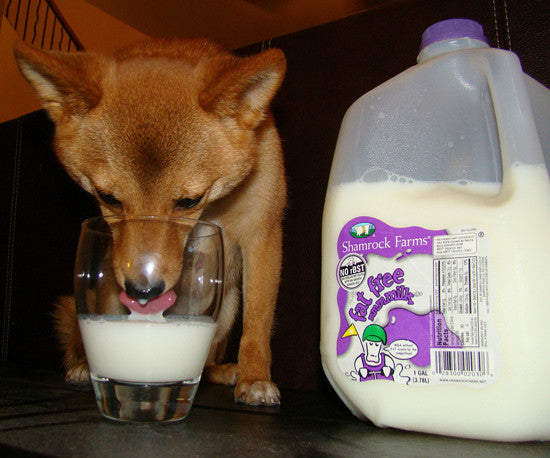 Milk Allergies vs. Lactose Intolerance