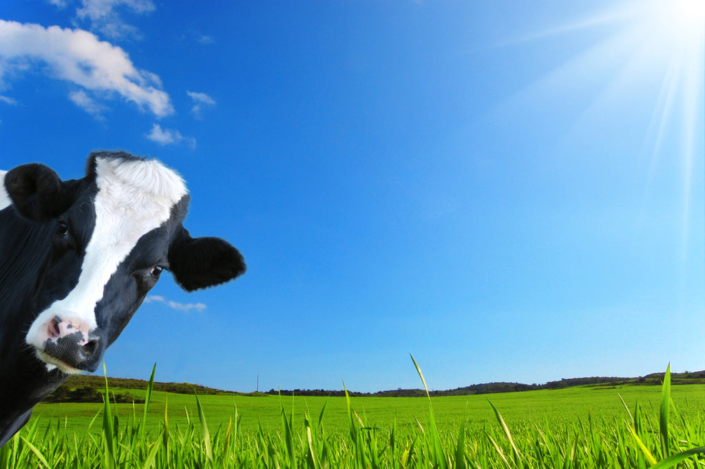 Probiotics and Bone Density